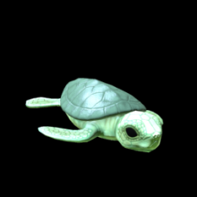 Sea Turtle